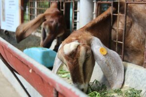 ISUFST to receive P2.5M ‘Goat Multiplier’ from Department of Agriculture
