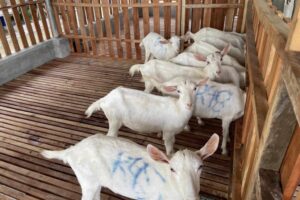 ISUFST to receive P2.5M ‘Goat Multiplier’ from Department of Agriculture